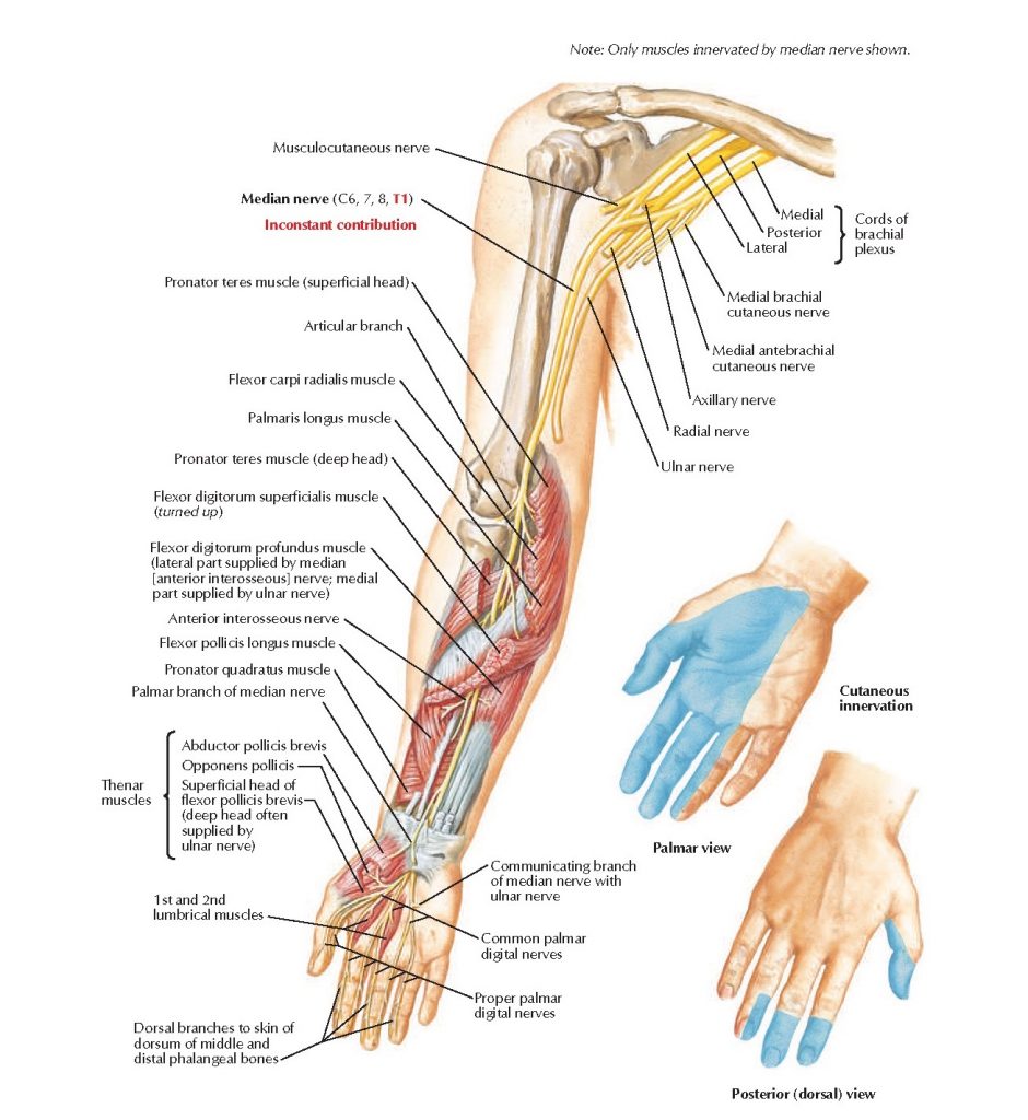 Desk Related Wrist Pain - Causes, Symptoms, Nerves