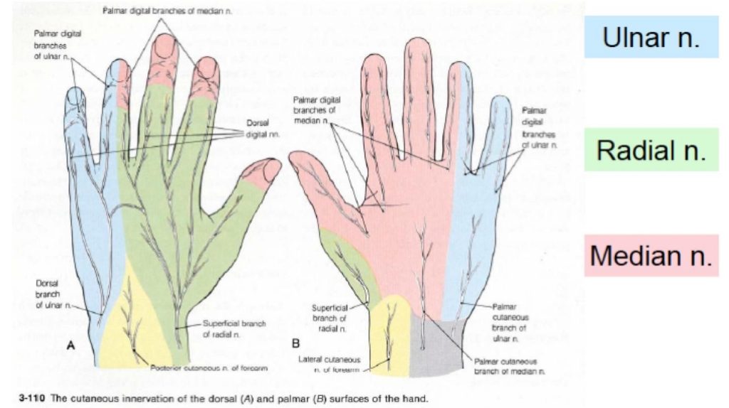 desk-related-wrist-pain-causes-symptoms-nerves