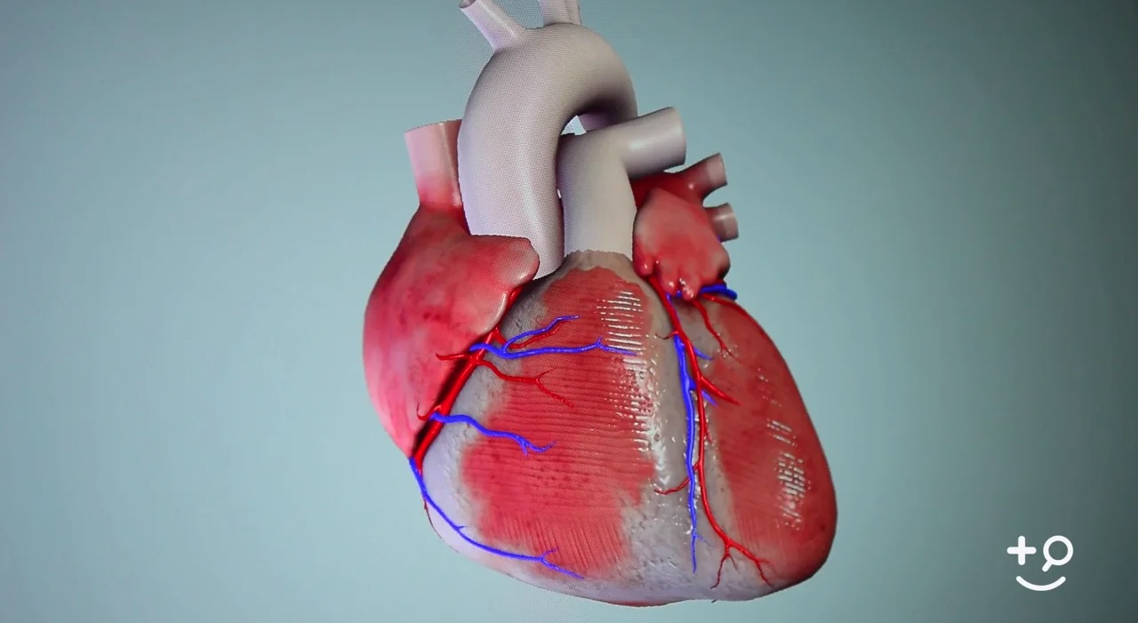 Heart Murmurs - Systolic - Doctorpedia Doctor-Reviewed Video